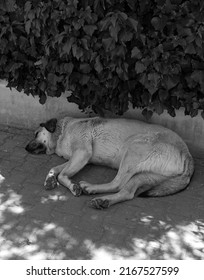 Ecstatic Large Stray Dog Sleeping On The Pavement                