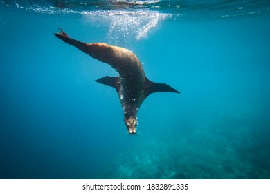 Ecuador, Galapagos Islands. Galapagos Sea Lion Underwater.