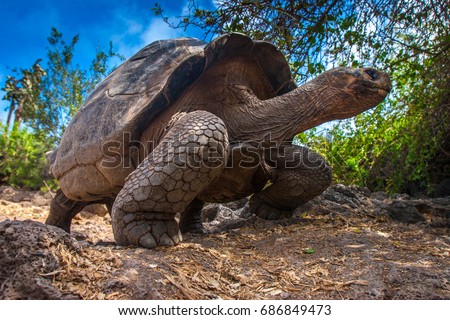 Ecuador. Galapagos Islands. Galapagos tortoise stands on legs.