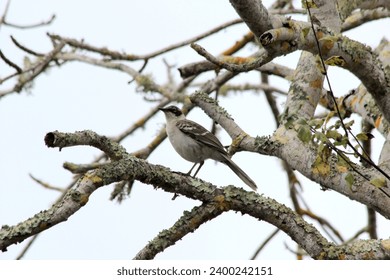 Galápagos Ecuador - Galápagos mockingbird perched in tree