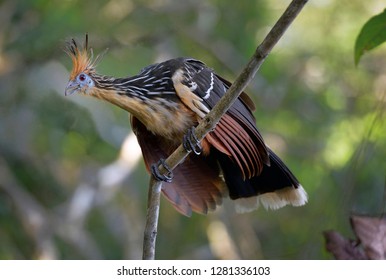 Ecuador, Orellana, Napo River. Hoatzin (Opisthocomus Hoazin) On A Branch, La Selva Jungle Eco Lodge, Amazon Basin, Ecuador