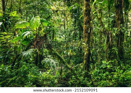 Ecuador Tropical Rainforest. Hiking trail in Amazon Cloud Forest. Jungle path to Hola Vida Waterfall. Puyo, Ecuador. South America.