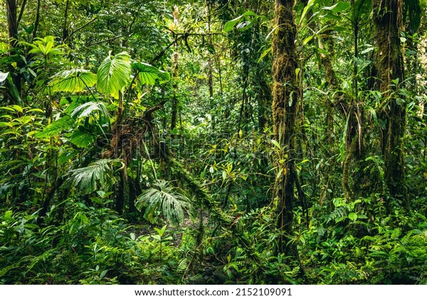 Ecuador Tropical Rainforest. Hiking trail in\
Amazon Cloud Forest. Jungle path to Hola Vida Waterfall. Puyo,\
Ecuador. South America.