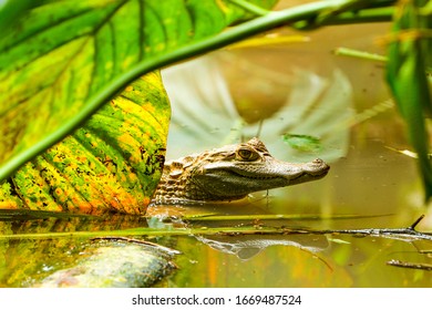 An Ecuadorian caiman basking in the sun at the mouth of the Amazon River, surrounded by lush Amazonia jungle scenery.