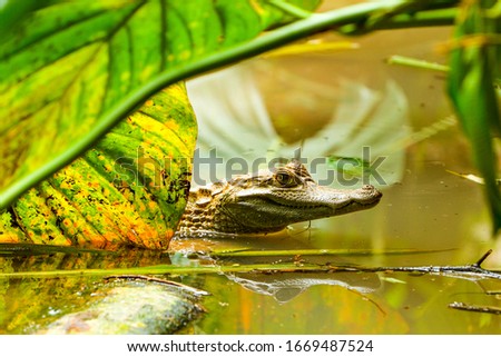 An Ecuadorian caiman basking in the sun at the mouth of the Amazon River, surrounded by lush Amazonia jungle scenery.