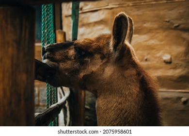 Ecuadorian Llama Brown Chewing Wood 