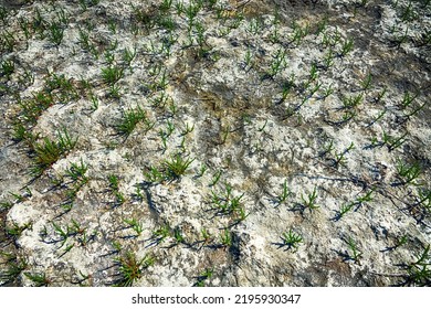 Edaphology. Puff Solonchak. Salt Marsh Quickly Colonized By Saltwort (Salicornia Europaea) After Spring Flood, Drought (solonchako-solonetzic Pedogenesis). Saltwort Most Salt-tolerant Plant, Pioneer