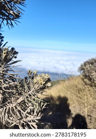 edelweis flower in merapi mount