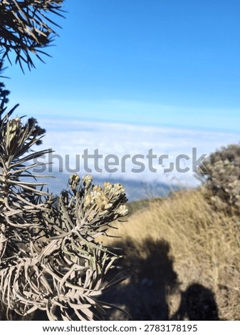 edelweis flower in merapi mount