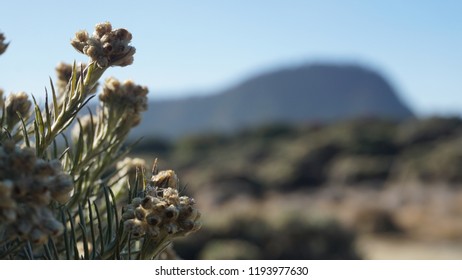 Edelweis flower in west java