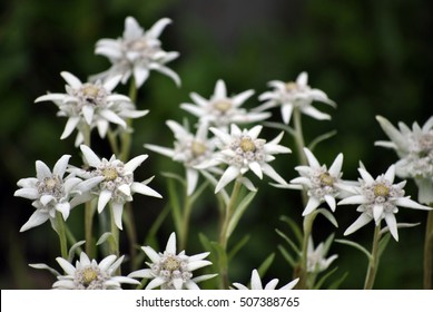 Edelweiss