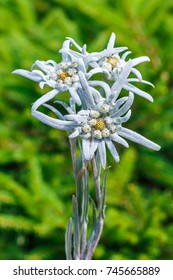 Edelweiss Alpine or Leontopodium ( lat. Leontopodium ). The flowering tree