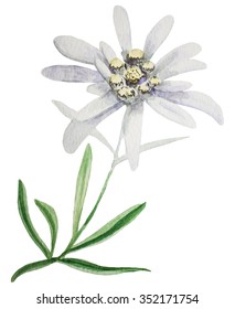 Edelweiss flower. Handmade watercolor painting illustration on a white background.