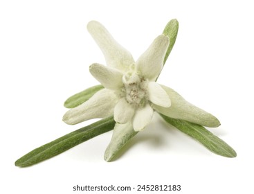 Edelweiss flower isolated on white background 