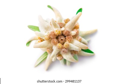 Edelweiss flower isolated on white background