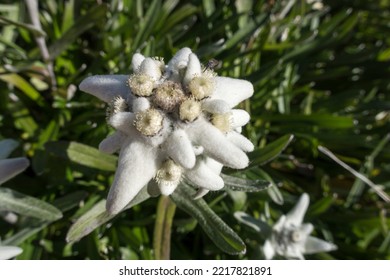 Edelweiss Flower In The Karwendel Alps