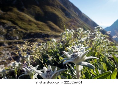 Edelweiss Flower In The Karwendel Alps