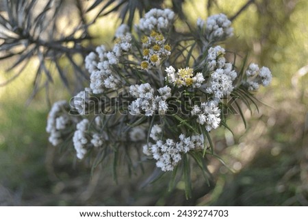 Edelweiss flowers bloom in the savanna of Mount Merbabu. A perennial flower that lives above 2500 meters above sea level