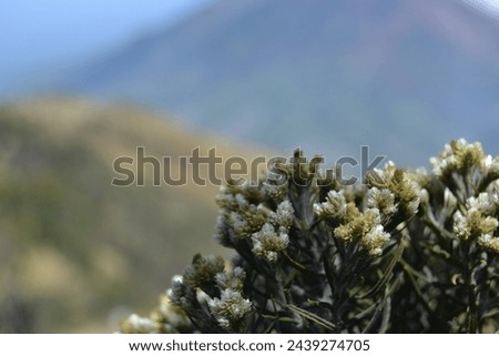 Edelweiss flowers bloom in the savanna of Mount Merbabu. A perennial flower that lives above 2500 meters above sea level