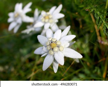 Edelweiss flowers close-up: Alpine Edelweiss flowers, photo taken in Austrian Alps, focus on foreground