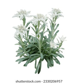 Edelweiss flowers with furry petals and leaves on white background. Edelweiss is a mountain flower rare flowering plant in Leontopodium genus belonging to the daisy family native to the European Alps