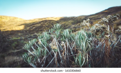 Edelweiss Flowers In Mount Tambora, Sumbawa, Indonesia