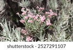 Edelweiss flowers are quite rare and pink in the valley east of Mount Lawu