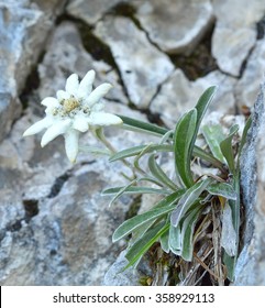 Edelweiss (Leontopodium alpinum) in natural habitat