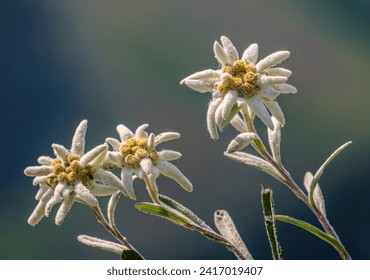 Edelweiss (Leontopodium nivale): The enchanting flower of alpine majesty. Spring shots at mountain pass