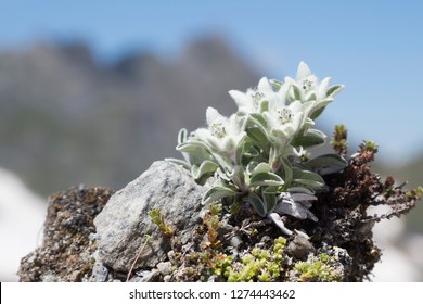 Edelweiss (Leontopodium nivale) near Glacier de Corbassiere and Cabane FXB Panossiere.