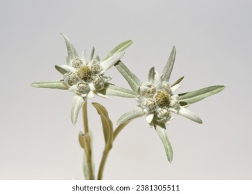 Edelweiss, Leontopodium nivale is a rare, protected mountain plant.