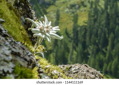 edelweiss mountain flower