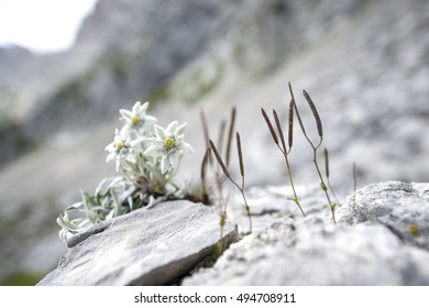 Edelweiss in the mountains