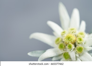 Edelweiss on gray background