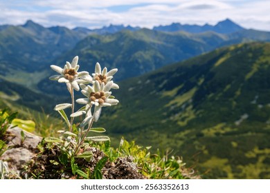 Edelweiss on a hike with mountains in the background. Isolated rare and protected wild flower edelweiss flower (Leontopodium alpinum) growing in natural environment high up in the mountains.