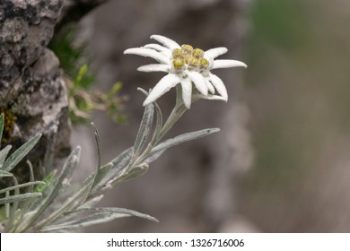 Edelweiss protected rare flower in the Tatra Mountains.