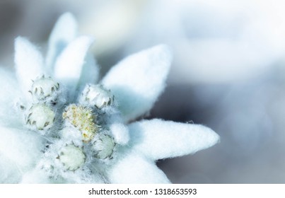 Edelweiss, A Rare But Beautiful Flower - Switzerland