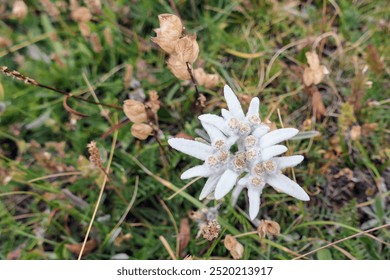 An edelweiss seen while hiking in the French Alps. Queyras, France