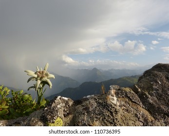 Edelweiss and thunderstorms in the Alps