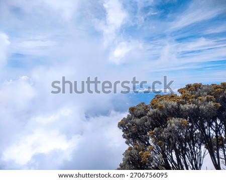 edelweiss trees on the path to the top of the mountain during the hot afternoon