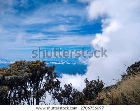 edelweiss trees on the path to the top of the mountain during the hot afternoon