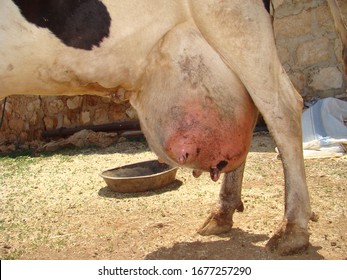 Mastitis Cow High Res Stock Images Shutterstock