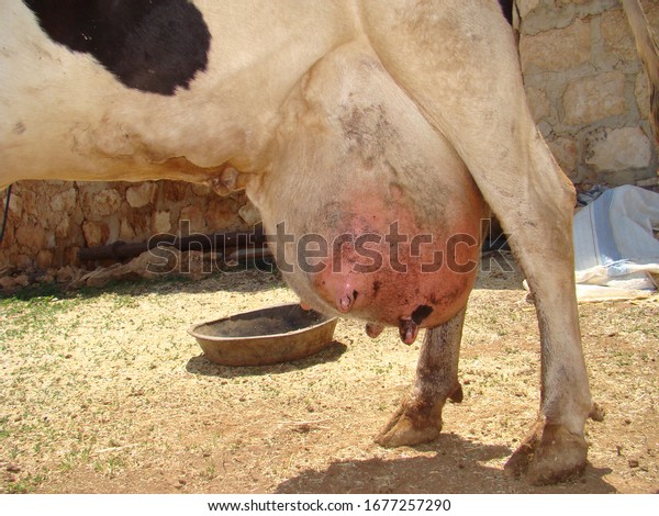 Edema after birth.\
physiological edema of\
pregnancy.\
cow udder.\
Edema but it may turn into mastitis,\
inflammation, infection.\
animal diseases.\
farm\
veterinarian.\
surgery vet.\
veterinary\
medicine