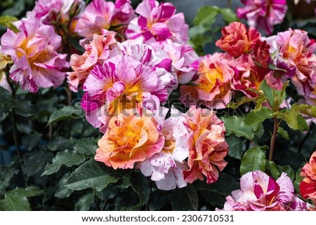 Edgard Degas rose of the Impressionists. This rose is a masterpiece of originality, characterised by modernity and fantasy. It produces flowers with variegated petals.
