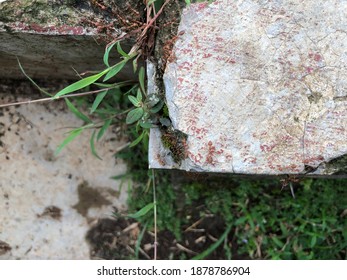The edge and the ant