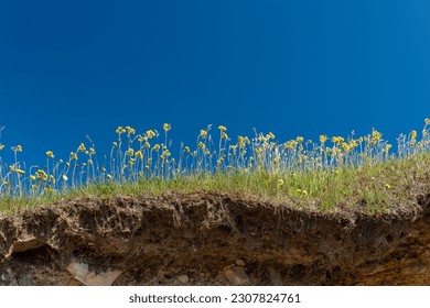 The edge of a cliff with a top layer of yellow dandelion flowers, grass and rich red soil. The ground has eroded and is undermined below the sod section of the ground. There's a deep blue sky. 