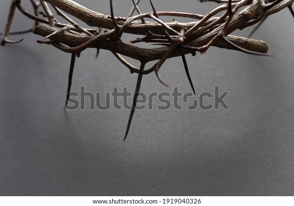 Edge of crown of thorns with copy space on\
black background