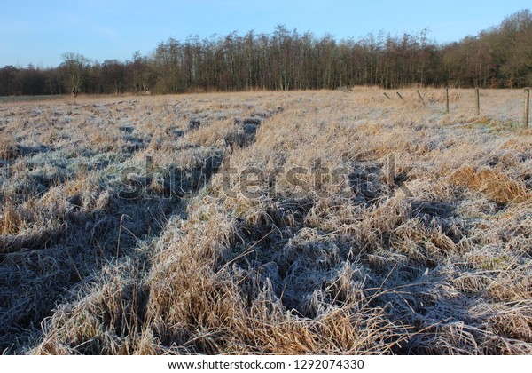 Edge of field and forest. Frozen grass on the field
in the morning sun.