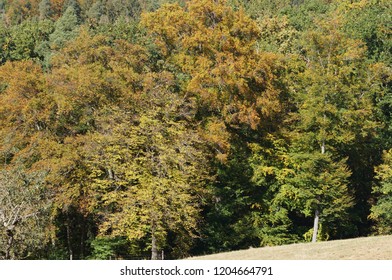 Edge of the forest in the fall.