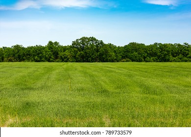 Edge Of Forest, Field With Green Grass